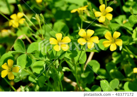 開花在三鷹中原的黃色Kabaki花 48377172