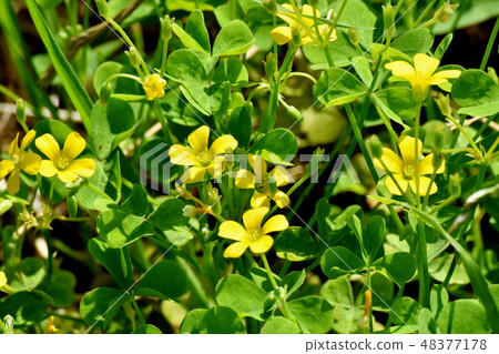 Yellow Kabaki flower blooming in Mitaka Nakahara 48377178