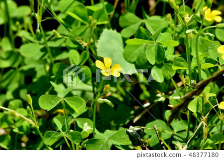 Yellow Kabaki flower blooming in Mitaka Nakahara 48377180