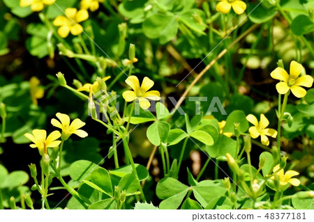 Yellow Kabaki flower blooming in Mitaka Nakahara 48377181