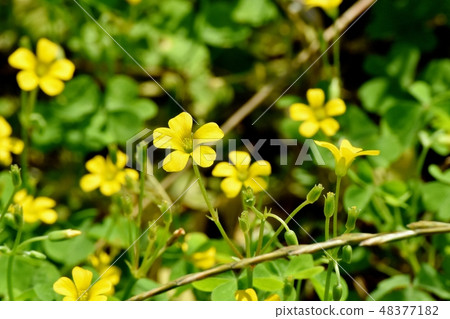 開花在三鷹中原的黃色Kabaki花 開花在三鷹中原的黃色Kabaki花 48377182