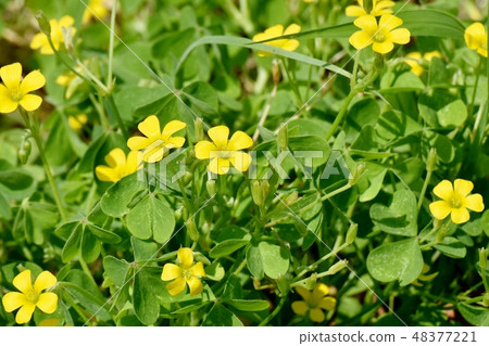 開花在三鷹中原的黃色Kabaki花 開花在三鷹中原的黃色Kabaki花 48377221