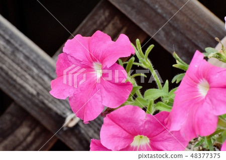Pink Petunia blooming in Mitaka Nakahara Pink Petunia blooming in Mitaka Nakahara 48377375