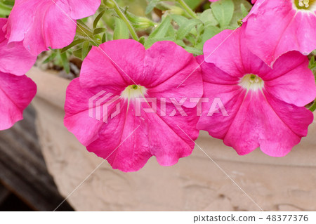 Pink Petunia blooming in Mitaka Nakahara Pink Petunia blooming in Mitaka Nakahara 48377376