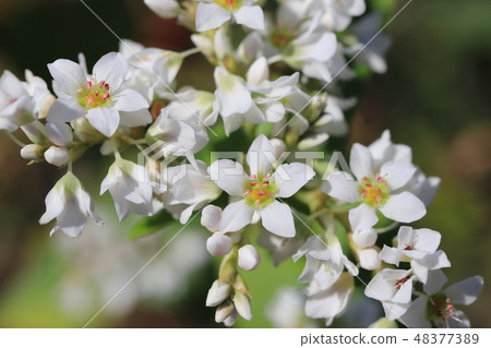 Buckwheat flowers 48377389