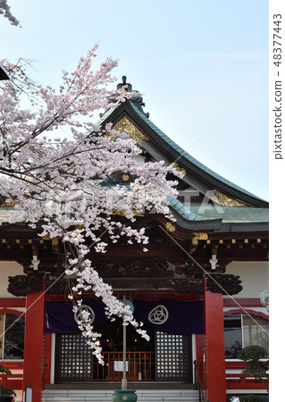 寺廟神社櫻桃樹 寺廟神社櫻桃樹 48377443