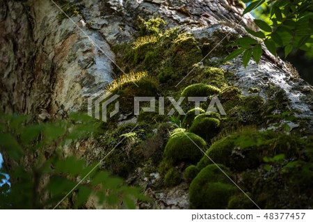 Wood and moss and light 48377457