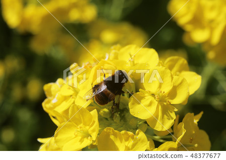 奧哈納布 奧哈納布 48377677