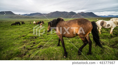 Icelandic horse in scenic nature of Iceland. 48377987