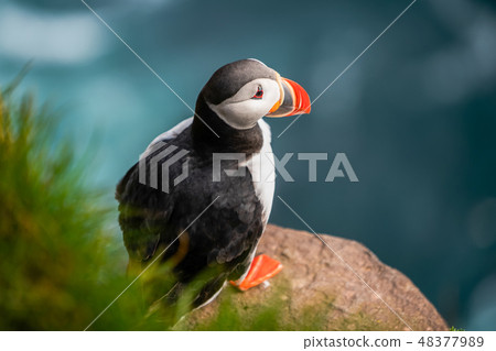 Wild Atlantic puffin seabird in the auk family. 48377989