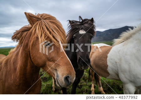 Icelandic horse in scenic nature of Iceland. 48377992