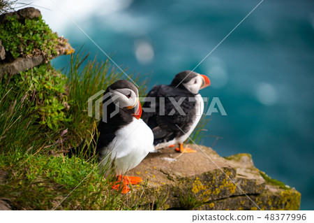 Wild Atlantic puffin seabird in the auk family. 48377996