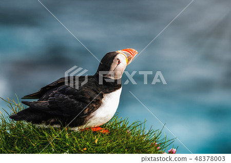 Wild Atlantic puffin seabird in the auk family. 48378003