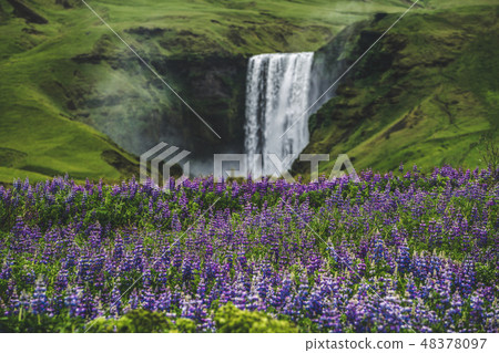 Skogafoss Waterfall in Iceland in Summer. Skogafoss Waterfall in Iceland in Summer. 48378097