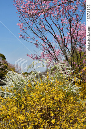 Sakura in the country Sakura in the country 48378191