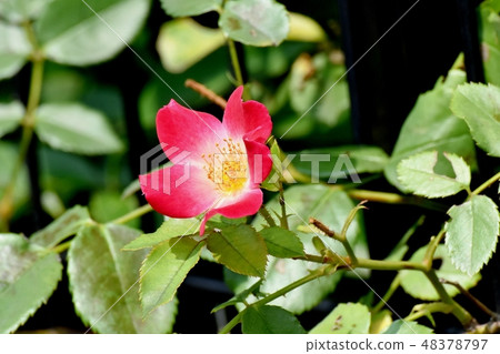 A single rose blooming in Mitaka Nakahara (cocktail) A single rose blooming in Mitaka Nakahara (cocktail) 48378797