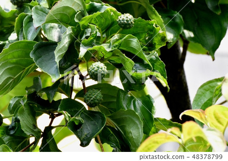 Mature an incomprehensible Yamabote which becomes Mitaka Nakahara 48378799