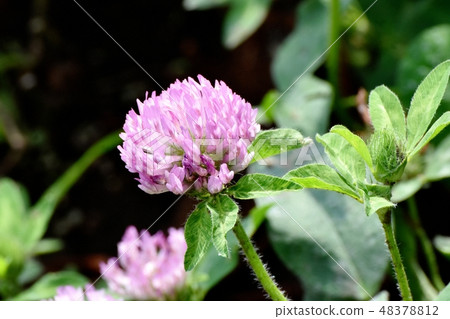 粉紅三葉草盛開在三鷹中原 48378812