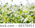 蕎麥花 48378953