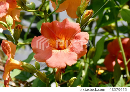 Orange novy Kazura blooming in Mitaka Nakahara Orange novy Kazura blooming in Mitaka Nakahara 48379653