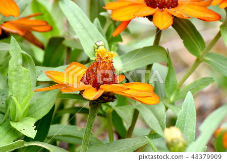 開花在三鷹中原的桔子 48379909