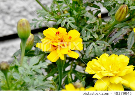 開花在三鷹中原的黃色萬壽菊 開花在三鷹中原的黃色萬壽菊 48379945