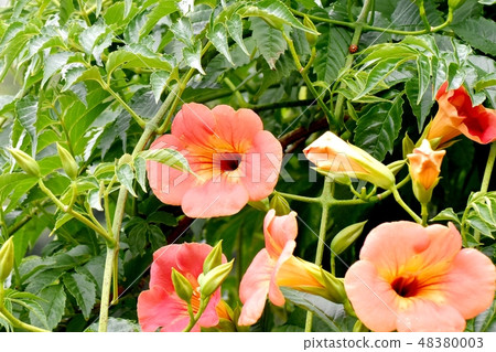 開花在三鷹中原的橙色novy Kazura 開花在三鷹中原的橙色novy Kazura 48380003
