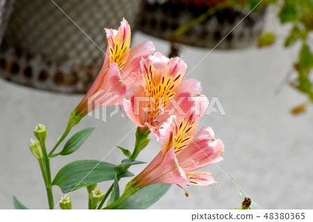 Orange's Alstroemeria blooming in Mitaka Nakahara 48380365