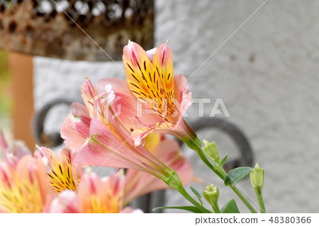 Orange's Alstroemeria blooming in Mitaka Nakahara 48380366