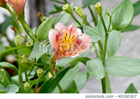 Orange's Alstroemeria blooming in Mitaka Nakahara 48380367