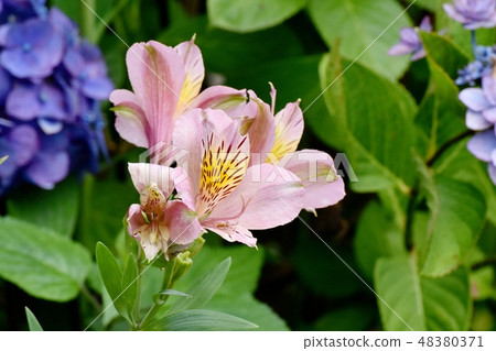 Pink Alstroemeria blooming in Mitaka Nakahara Pink Alstroemeria blooming in Mitaka Nakahara 48380371