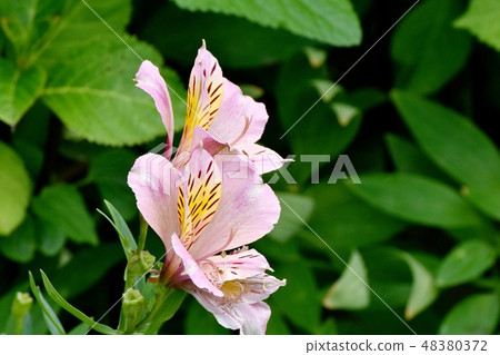 Pink Alstroemeria blooming in Mitaka Nakahara Pink Alstroemeria blooming in Mitaka Nakahara 48380372