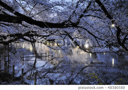 井之頭公園 48380380