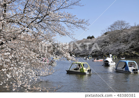 井之頭公園 48380381