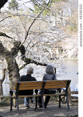 Inokashira Park 48380382