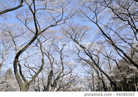 Inokashira Park 48380383