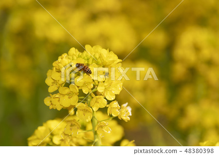 油菜花和蜜蜂 油菜花和蜜蜂 48380398