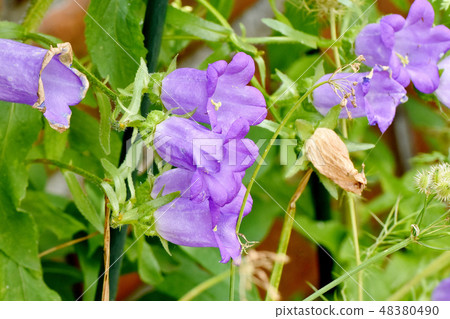 Purple Campanula blooming in Mitaka Nakahara Purple Campanula blooming in Mitaka Nakahara 48380490