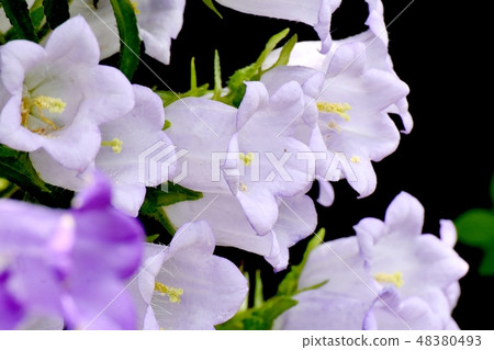 A thin purple Campanula blooming in Mitaka Nakahara A thin purple Campanula blooming in Mitaka Nakahara 48380493
