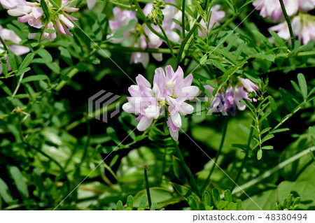 Thin pink crown vetch blooming in Mitaka Nakahara (Tamasaki Kusafuji) Thin pink crown vetch blooming in Mitaka Nakahara (Tamasaki Kusafuji) 48380494