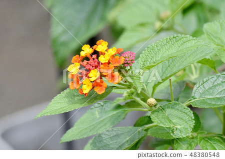 在三鷹中原(Citihenga)開花的馬纓丹 在三鷹中原(Citihenga)開花的馬纓丹 48380548