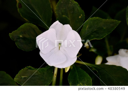 開花在三鷹中原的白色非洲雲杉 開花在三鷹中原的白色非洲雲杉 48380549