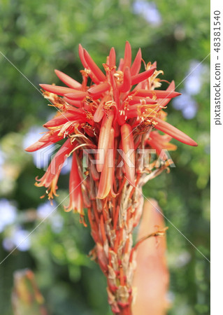 Aloe flower succulent 48381540