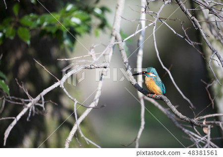 Wild bird 48381561