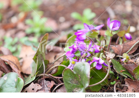 Flower of Famous Plants 48381805