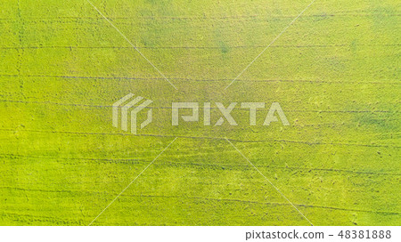 Aerial top view of the green rice fields Aerial top view of the green rice fields 48381888