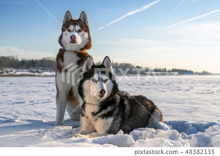 Portrait of two amazing husky dogs 48382135