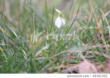 Snowdrop flowers Snowdrop flowers 48382302