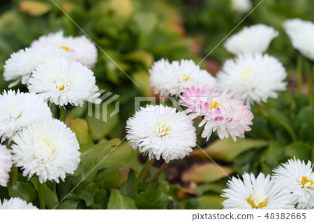 Tyrolean Daisy Flower 48382665