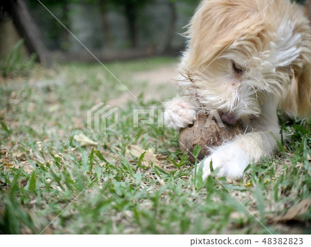 young small cute lovely crossbreed dog in garden young small cute lovely crossbreed dog in garden 48382823